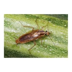 Kakkerlakkenval XL + Lokstof - Set Van 4 Stuks 7 Kakkerlakkenval XL + Lokstof - Set Van 4 Stuks -Planten Winkel kakkerlakkenval xl lokstof 1499689639 3 600