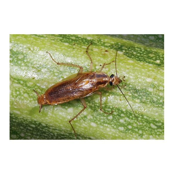 Kakkerlakkenval XL + Lokstof - Set Van 4 Stuks 5 Kakkerlakkenval XL + Lokstof - Set Van 4 Stuks - Afbeelding 3