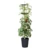 Tomatentoren 150 Cm Met Bewateringssysteem - Grijs -Planten Winkel klimplantentoren met bewateringssysteem 1519073384 1 600