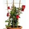 Klimrek Bamboe 37 × 77cm -Planten Winkel klimrek bamboe 32 x 75 cm 1603804897 1 600