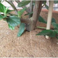 Kokos Afdekring Bloempotten - Ø 37 Cm -Planten Winkel kokos 2delige afdekring 37 cm 1484053767 4 600