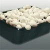 Kweekset 3 Liter Witte Champignons -Planten Winkel kweekset witte champignons 1486027800 0 600