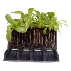 Kweektray Rapid Roots - 32 Cellen -Planten Winkel kweektray rapid roots 32 cellen 1521399839 1 600