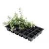 Kweektrays 24 Cellen - Professioneel - Set Van 5 Stuks -Planten Winkel kweektrays 24 cellen 1497863523 1 600