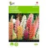 Lupinus Polyphyllus Minarette -Planten Winkel lupinus polyphyllus minarette 1646840336 553 600