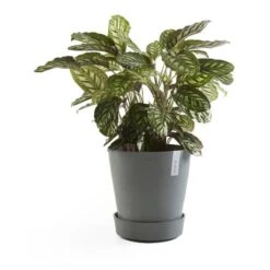 ECOPOTS Amsterdam Onderschotel Op Wielen - Grijs Ø 34 Cm 8 ECOPOTS Amsterdam Onderschotel Op Wielen - Grijs Ø 34 Cm -Planten Winkel onderschotel amsterdam wheels grijs 34 cm 1594039468 3 600