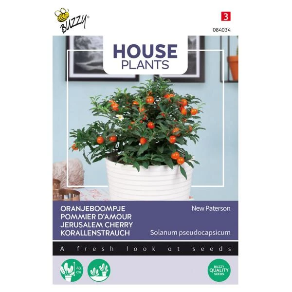 Oranjeboompje - Solanum Pseudocapsicum 3 Oranjeboompje - Solanum Pseudocapsicum