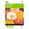 Papaver Nudicaule Excelsior - Pasteltinten -Planten Winkel papaver nudicaule excelsior pasteltinten 1646840335 511 600