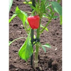 Plantenbinder - Rubber 18 Cm Groen - Set Van 15 Stuks -Planten Winkel plantenbinder rubber 18 cm groen 1672759364 3 600