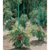 Plantensteun Voor Tomaten Met Waterreserve - 180 Cm -Planten Winkel plantsteun voor tomaten met waterreserve 1m80 1602162794 1 600
