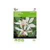 Prachtkaars - Gaura Sparkle White -Planten Winkel prachtkaars gaura sparkle white 1646840393 1704 600
