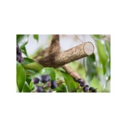 Premium Snoeischaar BP50 GARDENA 8 Premium Snoeischaar BP50 GARDENA -Planten Winkel premium snoeischaar bp50 gardena 1606816828 4 600