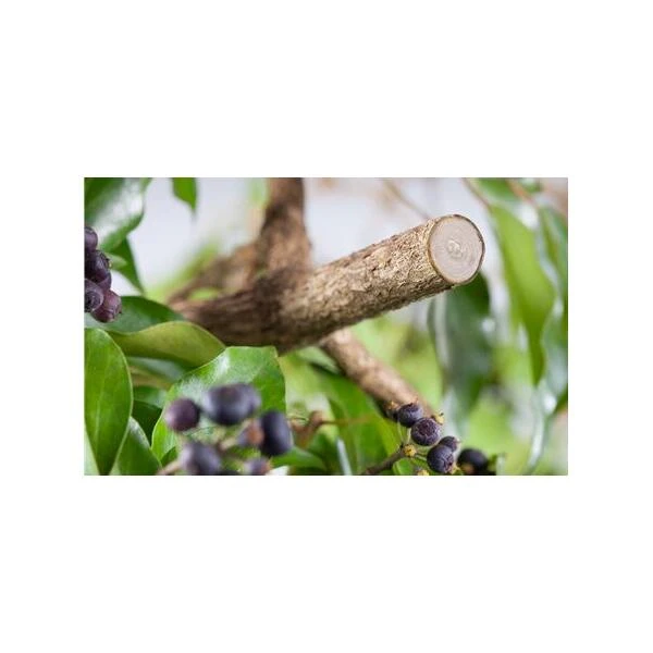 Premium Snoeischaar BP50 GARDENA 5 Premium Snoeischaar BP50 GARDENA - Afbeelding 3