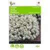 Sneeuwtapijt - Alyssum Marit. Procumbens 2 Sneeuwtapijt - Alyssum Marit. Procumbens -Planten Winkel sneeuwtapijt alyssum marit procumbens 1646840324 289 600