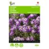 Sneeuwtapijt Royal Carpet - Alyssum Maritima -Planten Winkel sneeuwtapijt royal carpet alyssum maritima 1646840325 315 600
