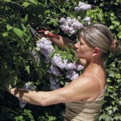 Snoeischaar Felco 160L - Hobby -Planten Winkel snoeischaar felco 160l hobby 1517236663 1 600