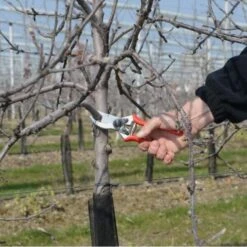 Snoeischaar FELCO 2 Klassiek + Gratis RESERVEMES 2/3 9 Snoeischaar FELCO 2 Klassiek + Gratis RESERVEMES 2/3 -Planten Winkel snoeischaar felco 2 1517234196 3 600