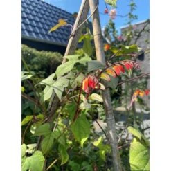 Spaanse Vlag - Mina Lobata -Planten Winkel spaanse vlag mina lobata 1646840363 1117 600