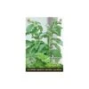 Stevia Rebaudiana - Suikerplantje (special) 2 Stevia Rebaudiana - Suikerplantje (special) -Planten Winkel stevia suikerplantje 1484054515 1 600
