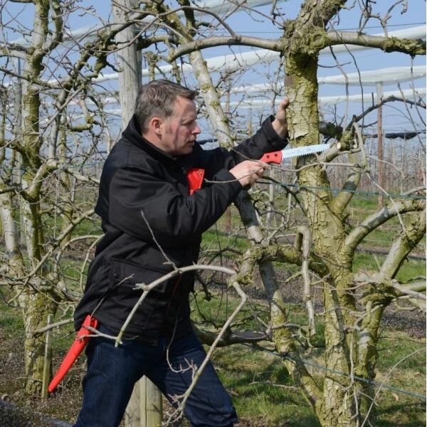 Takkenzaag Felco 611 - Recht + Draagholster Met Clipsysteem 5 Takkenzaag Felco 611 - Recht + Draagholster Met Clipsysteem - Afbeelding 3