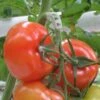 Tomaten Trossteun Wit - Set Van 100 Stuks 1 Tomaten Trossteun Wit - Set Van 100 Stuks -Planten Winkel tomatentrossteunen 1484056718 1 600