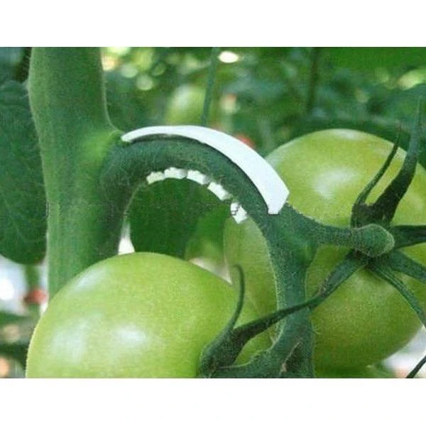 Tomaten Trossteun Wit - Set Van 100 Stuks 5 Tomaten Trossteun Wit - Set Van 100 Stuks - Afbeelding 3
