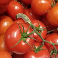 Tomaten Trossteun Wit - Set Van 100 Stuks 13 Tomaten Trossteun Wit - Set Van 100 Stuks -Planten Winkel tomatentrossteunen 1536691845 1 600