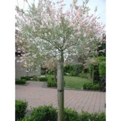 Tree-fix Boombinder 23 Cm - Set Van 20 Stuks -Planten Winkel treefix boombinder 23 cm 1547127699 1 600