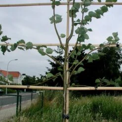 Tree-fix Boombinder 8 Cm - Set Van 50 Stuks -Planten Winkel treefix boombinder 8 cm 1547134388 1 600