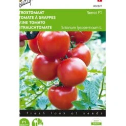 Trostomaten Philippos F1 - Lycopersicon Esculentum