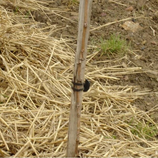 Vigne-fix 11 Cm Plantenbinder - 500 G 4 Vigne-fix 11 Cm Plantenbinder - 500 G - Afbeelding 2