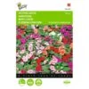 Vlijtig Liesje Nana Baby - Impatiens Walleriana -Planten Winkel vlijtig liesje nana baby impatiens walleriana 1646840328 375 600