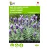 Vlinderlavendel Sancho Panza - Lavandula Stoechas -Planten Winkel vlinderlavendel sancho panza lavandula stoechas 1646840345 702 600