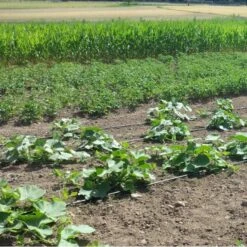 Vloeidarm Rol 250 Meter 10 Vloeidarm Rol 250 Meter -Planten Winkel vloeidarm rol 250 meter 1532606530 1 600