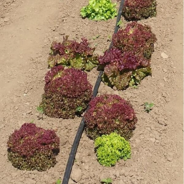 Vloeidarm Rol 250 Meter 4 Vloeidarm Rol 250 Meter - Afbeelding 2