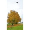 Vogelverjager Kite Hawk Met Paal Tot 10 Meter 1 Vogelverjager Kite Hawk Met Paal Tot 10 Meter -Planten Winkel vogelverjager met 10 m paal 1507897379 3 600