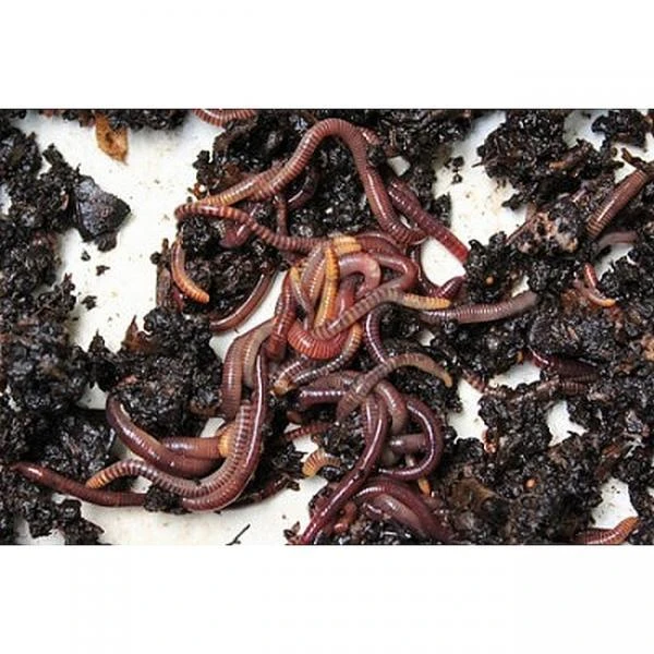 Wormenbak - 3 Laden 4 Wormenbak - 3 Laden - Afbeelding 2