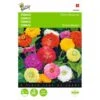 Zinnia Dahliabloemig - Zinnia Elegans -Planten Winkel zinnia dahliabloemig zinnia elegans 1646840332 463 600