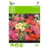 Zinnia Thumbelina Mix - Zinnia Elegans -Planten Winkel zinnia thumbelina mix zinnia elegans 1646840333 471 600