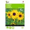 Zonnebloem Stella - Helianthus Debilis -Planten Winkel zonnebloem stella helianthus debilis 1646840328 369 600