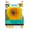 Zonnebloem Sungold - Helianthus Annuus (Sunflowers) -Planten Winkel zonnebloem sungold helianthus annuus sunflowers 1646840314 59 600
