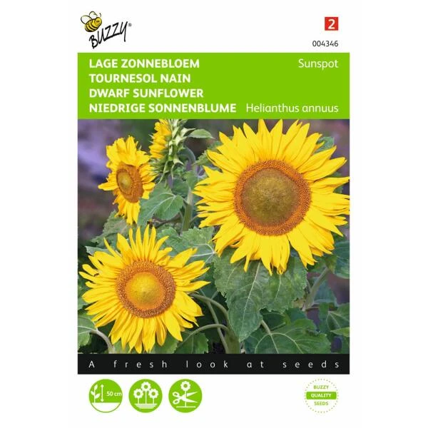 Zonnebloem Sunspot - Helianthus Annuus 3 Zonnebloem Sunspot - Helianthus Annuus