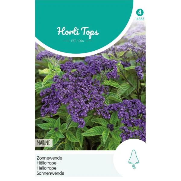 Zonnewende Marine - Heliotropium Peruvianum 3 Zonnewende Marine - Heliotropium Peruvianum