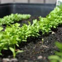 Zaaibak Zwart 57 × 42 × 8 Cm 11 Zaaibak Zwart 57 × 42 × 8 Cm -Planten Winkel zwarte zaaibak 55 x 40 x 8 cm 1484055699 5 600