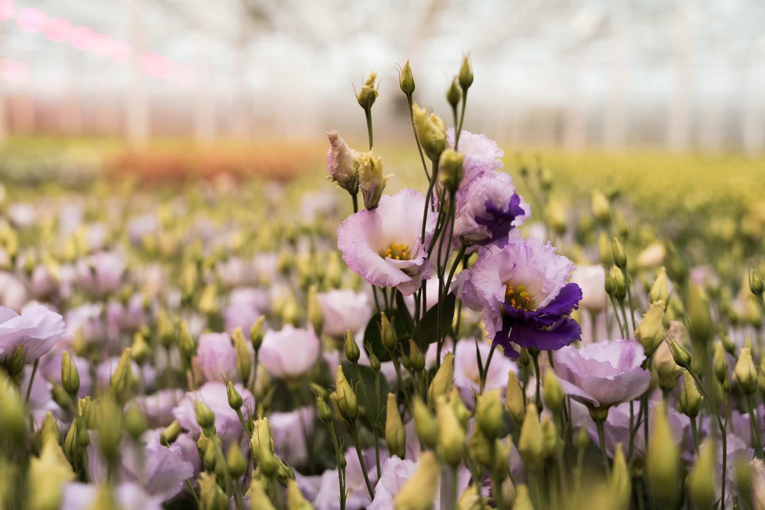 Planten Winkel -Planten Winkel Monatana extra 2 Bloomer De online bloemengroothandel scaled 1